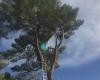 A Cut Above Tree Service