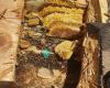 Abba Termite & Pest Control