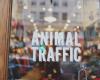 Animal Traffic