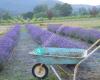 Applegate Valley Lavender Farm