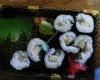 Atami Grill & Sushi Express