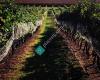 Auburn Road Vineyard & Winery