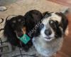 Aunt Darlene's Pet Sitting & Dog Walking Service, LLC