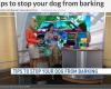 Bark Busters Home Dog Training NoVa Beltway