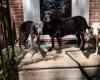 Bark Busters Home Dog Training Philadelphia