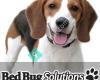 Bed Bug Solutions