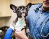 Bensonhurst Veterinary Care