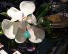 Betty Gallagher Antiques Inc