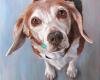 BFF Pet Paintings by David Kennett