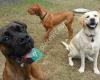 Big Oaks Kennel & Dog Park Co.