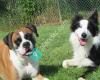 Blaine Kennels Boarding, Training & Daycare
