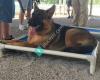 Blue Line K-9 Dog Training