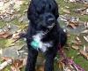 Born 2 Wag: Dog Walking/Sitting/Training