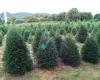 Broken Arrow Nursery Tree Farm