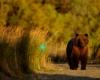 Brooks Lodge Katmai National Park