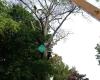 Bunner Property Maintenance and Tree Service