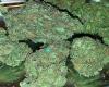Buy Marijuana Weed