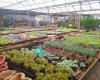 California Greenhouses - House Plant Nursery