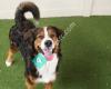 Camp Bow Wow Burnsville