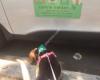 Canine Trekker