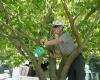 Capital City Tree Service