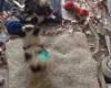 Caribbean Pets