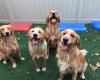 Catch-N-Fetch Daycare for Dogs!