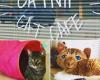 Catnip Cat Cafe
