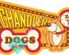 Chandler Dogs 24/7