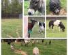 Cheryl's Rescue Ranch for Abused and Neglected Livestock Animals