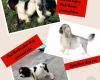 Club Barks