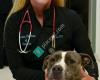 Companion Pet Clinic of Clackamas