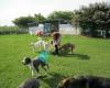 Country Acres Kennels