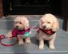 Cuddly Buddies NYC - Professional Pet Care Services