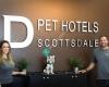 D Pet Hotels Scottsdale