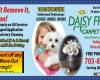 Daisy Fresh Carpet Cleaning