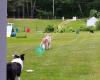 Dee Ganley Dog Training Services