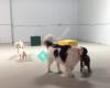 Dog Day Care- Pathways to Independence