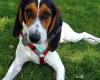 Dog Days Daycare & Boarding