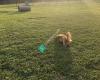 Dog Park in Andover Central Park