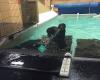 Dogs Gone Swimming Wellness Center