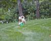 DogWatch Hidden Fences of Portland