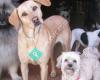 Downtown Dogs