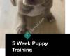 DzDnt Dog Training