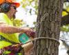 Fast Tree Removal Services