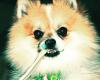 For the Luv of Dogs Mobile Pet Grooming Service
