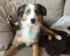 Furry Pet Pals