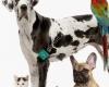 Gentle Touch Pet Sitting