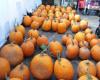 Giant Pumpkin Weigh Off