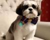 Glamour Pet Salon & Vanity